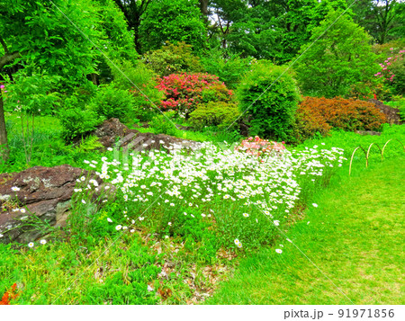 赤城自然園の植物 赤城自然園の植物 91971856