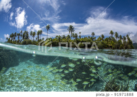 coral reef underwater in french polynesia tahaa island coral reef underwater in french polynesia tahaa island 91971888