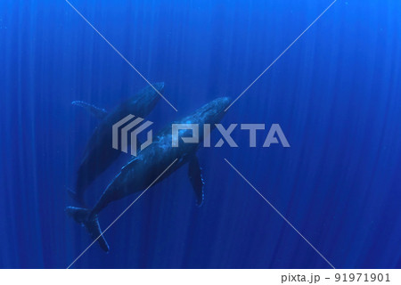 swimming with humpback whale underwater in french polynesia moorea 91971901