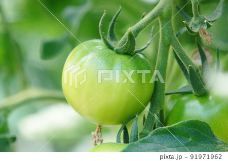 ハウス栽培のトマト 91971962