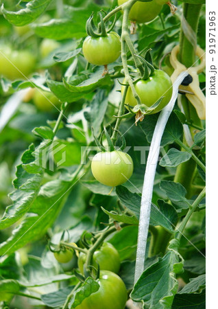 ハウス栽培のトマト 91971963
