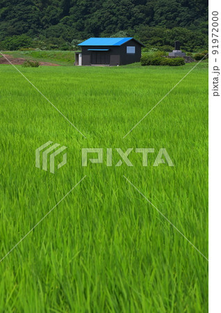 葉山島の田園 葉山島の田園 91972000