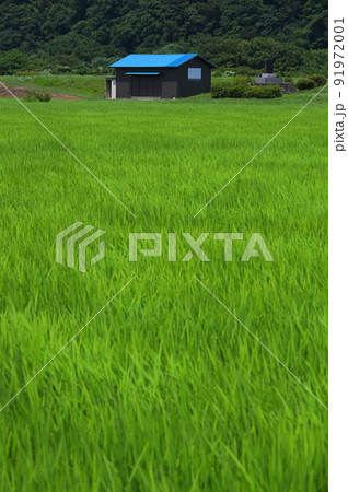 葉山島の田園 葉山島の田園 91972001