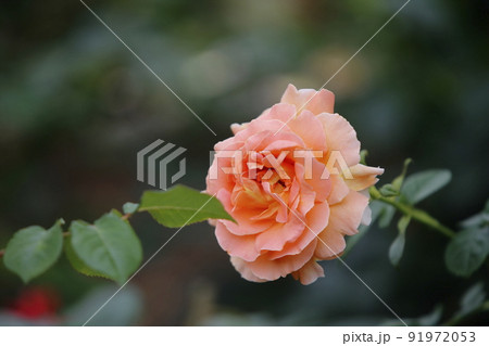 荒尾市　おもやい市民花壇　バラの花、 91972053