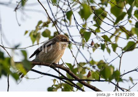 虫をくわえるモズ 91972200