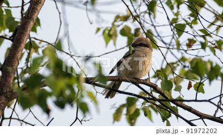 虫をくわえるモズ 91972202