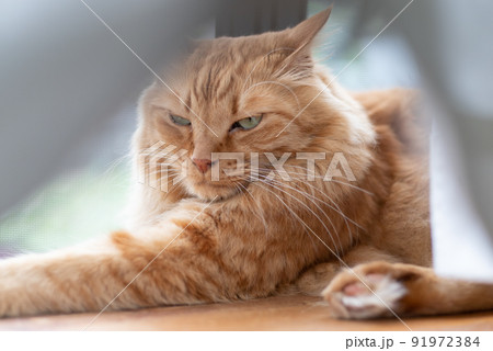 窓辺の猫　茶トラ猫 91972384