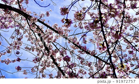 満開の桜と木々と青空 91972757