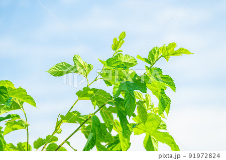 初夏の鮮やかな桑の葉 91972824