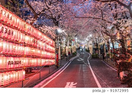 《東京都》渋谷の夜桜・さくら坂ライトアップ 91972995