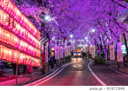 《東京都》渋谷の夜桜・さくら坂ライトアップ 91972996