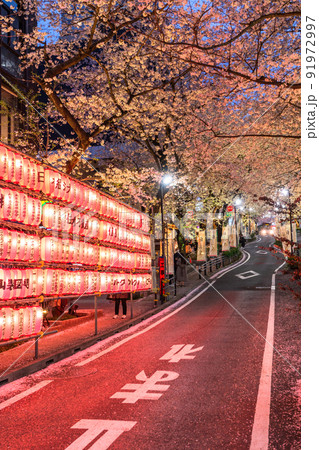 《東京都》渋谷の夜桜・さくら坂ライトアップ 91972997
