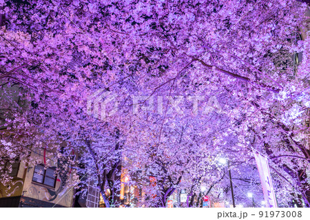 《東京都》渋谷の夜桜・さくら坂ライトアップ 《東京都》渋谷の夜桜・さくら坂ライトアップ 91973008