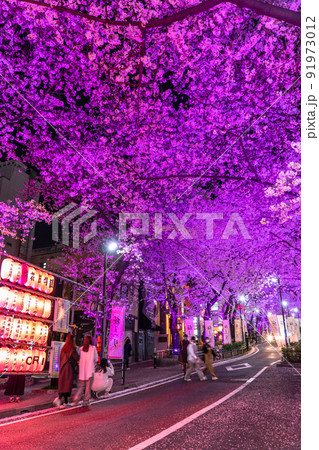 《東京都》渋谷の夜桜・さくら坂ライトアップ 《東京都》渋谷の夜桜・さくら坂ライトアップ 91973012