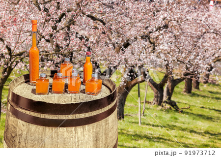 Apricot drinks against apricot spring orchand in Wachau, Austria Apricot drinks against apricot spring orchand in Wachau, Austria 91973712