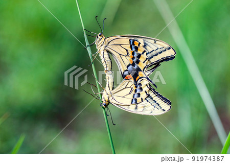 アゲハチョウの交尾風景を横から撮影 91974387