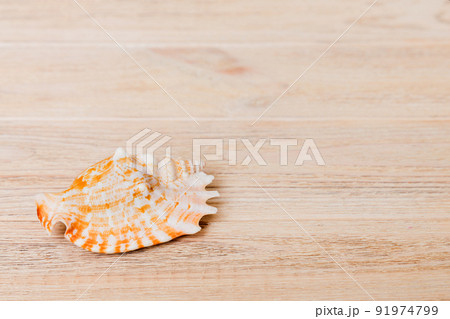 Beach seashells on colored background. Mock up with copy space Beach seashells on colored background. Mock up with copy space 91974799