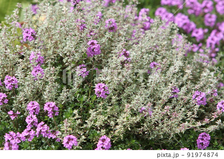 クリーピングタイムとカラーリーフが綺麗な斑入りタイム 91974874