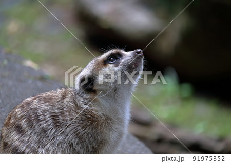 ミーアキャット　気になる　夏	 91975352