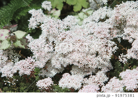セダム　パリダムの白い花 91975381