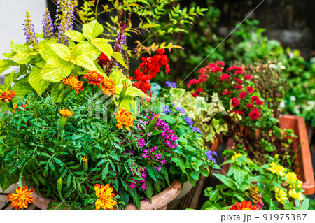夏の花の寄せ植え 91975387