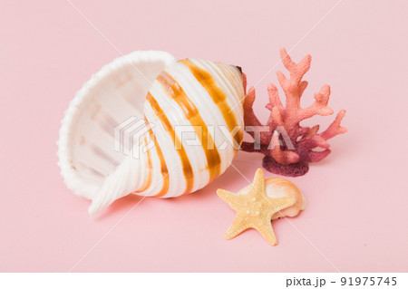 Beach seashells on colored background. Mock up with copy space Beach seashells on colored background. Mock up with copy space 91975745