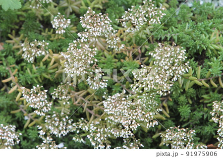 セダムパリダム　白い花の蕾 91975906