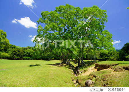梅雨明けの日・爽やかな奈良公園・飛火野・ナンキンハゼ 梅雨明けの日・爽やかな奈良公園・飛火野・ナンキンハゼ 91976044