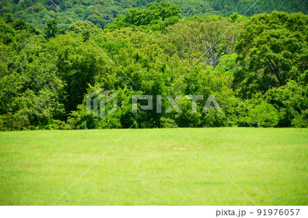 森と芝生の広場背景素材・奈良公園 91976057