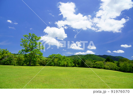 梅雨明けの日・爽やかな奈良公園・飛火野 梅雨明けの日・爽やかな奈良公園・飛火野 91976070