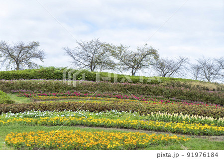 公園の秋 91976184
