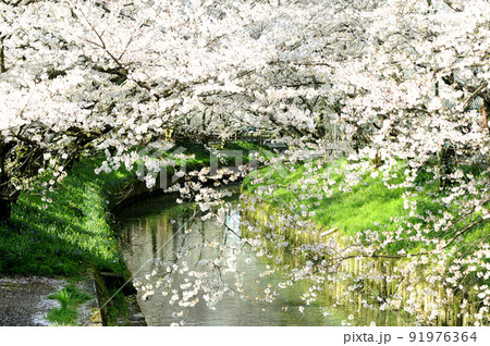 近所で見た桜 近所で見た桜 91976364