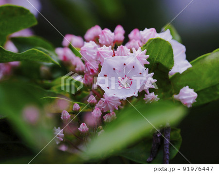 カルミア カルミア 91976447