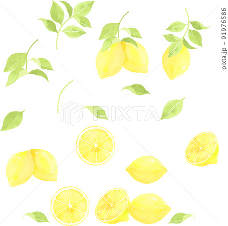 水彩で描いたレモンのイラストセット 91976586