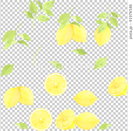 水彩で描いたレモンのイラストセット 91976586