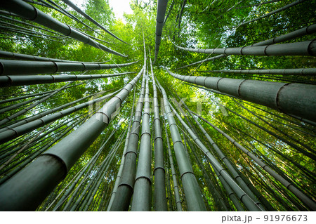 ジュクノクウォン 全羅南道 竹 91976673