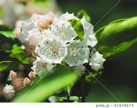 カルミア カルミア 91976674