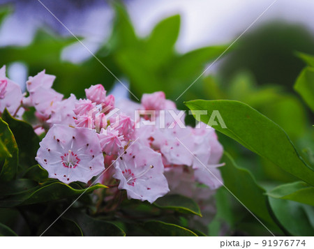 カルミア カルミア 91976774