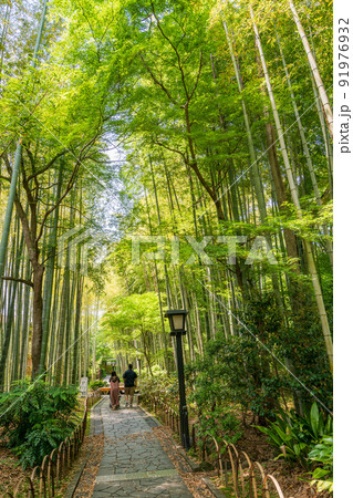 （静岡県）修善寺温泉、竹林の小径 91976932