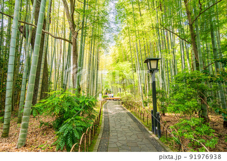(静岡県)修善寺温泉、竹林の小径 (静岡県)修善寺温泉、竹林の小径 91976938