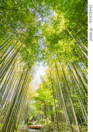 （静岡県）修善寺温泉、竹林の小径 91976942