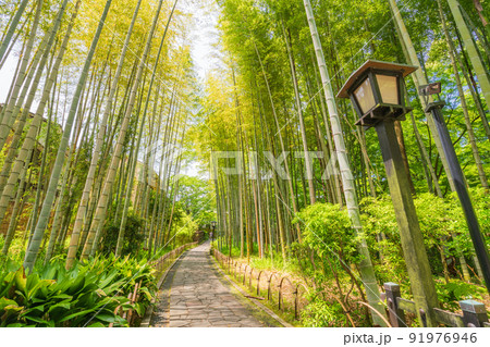 (静岡県)修善寺温泉、竹林の小径 (静岡県)修善寺温泉、竹林の小径 91976946