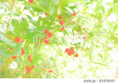 真夏に実る赤い実 91976947