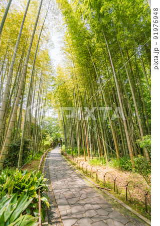 （静岡県）修善寺温泉、竹林の小径 91976948