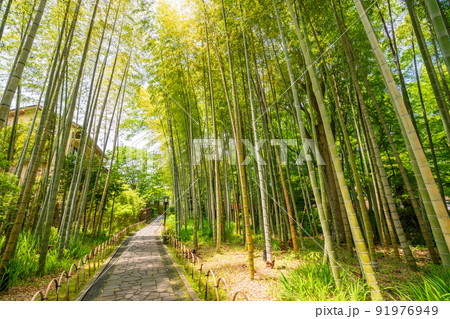 （静岡県）修善寺温泉、竹林の小径 91976949