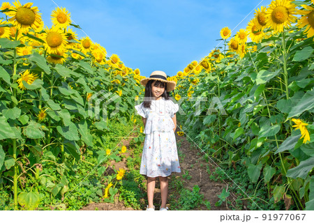 ひまわり畑にいる小学生の女の子 91977067