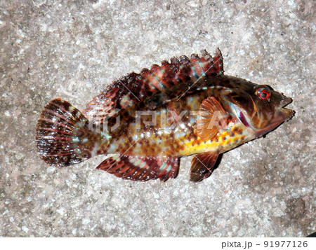 釣りたてのイソベラを磯の岩の上に置いて撮った 91977126