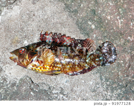 釣りたてのイソベラを磯の岩の上に置いて撮った 釣りたてのイソベラを磯の岩の上に置いて撮った 91977128