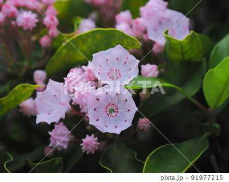 カルミア カルミア 91977215