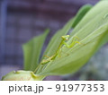 カマキリ　子供 91977353
